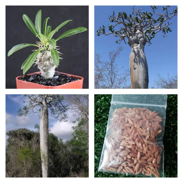 เมล็ด พาชี​โพเดียม ​Pachypodium​ Mikea 10 เมล็ด | Shopee Thailand