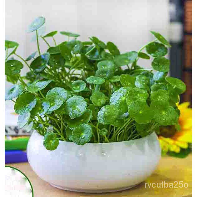 50pcs Copper Grass Pilea Seeds Cold Water Flower Indoor Aquatic Plant