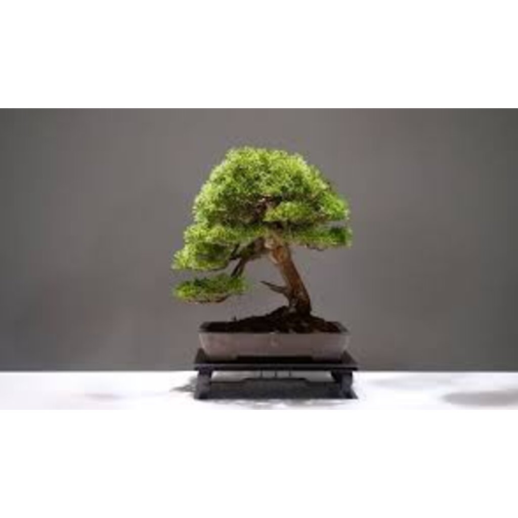 ต้นบอนไซ-บอนไซ-bonsai-สวนเขาหมาก-ต้นไม้-ต้นพันธ์-เมล็ดพันธ์-พันธุ์ไม้-ไม้มงคล-ไม้ฟอกอากาศ-สอบถามรายละเอียด