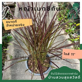 หญ้าเมกซิกัน 11 นิ้ว ไม้แดดประดับสวน