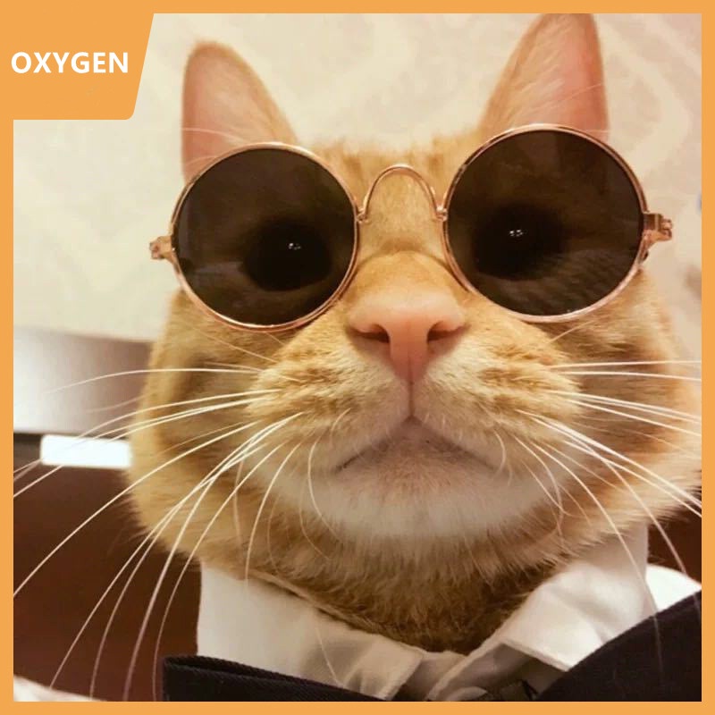 ภาพหน้าปกสินค้าแว่นแมว แว่นสุนัขพันธ์เล็ก แว่นตาหมา แว่นตาแมว แว่นตาแฟชั่นสัตว์เลี้ยง ของใช้สัตว์เลี้ยง Cat And Dog Glasses Pet Accessories จากร้าน oxygen281.th บน Shopee