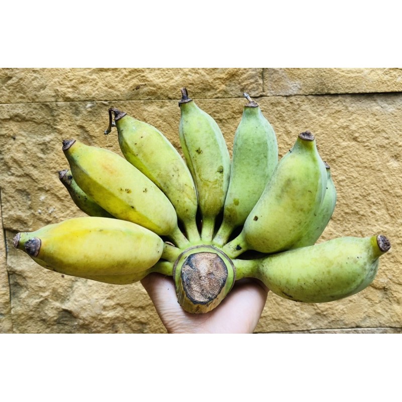 รูปภาพของกล้วยน้ำว้าปลอดสาร  สวนอาม่าอัมพวา   กล้วยน้ำว้าอัมพวาลองเช็คราคา