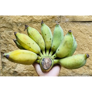 รูปภาพขนาดย่อของกล้วยน้ำว้าปลอดสาร  สวนอาม่าอัมพวา   กล้วยน้ำว้าอัมพวาลองเช็คราคา