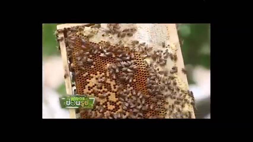 มี-อย-และ-gap-น้ำผึ้งแท้-100-จากดอกลำไย-กุนทนฟาร์ม-ขนาดบรรจุ-1000-กรัม