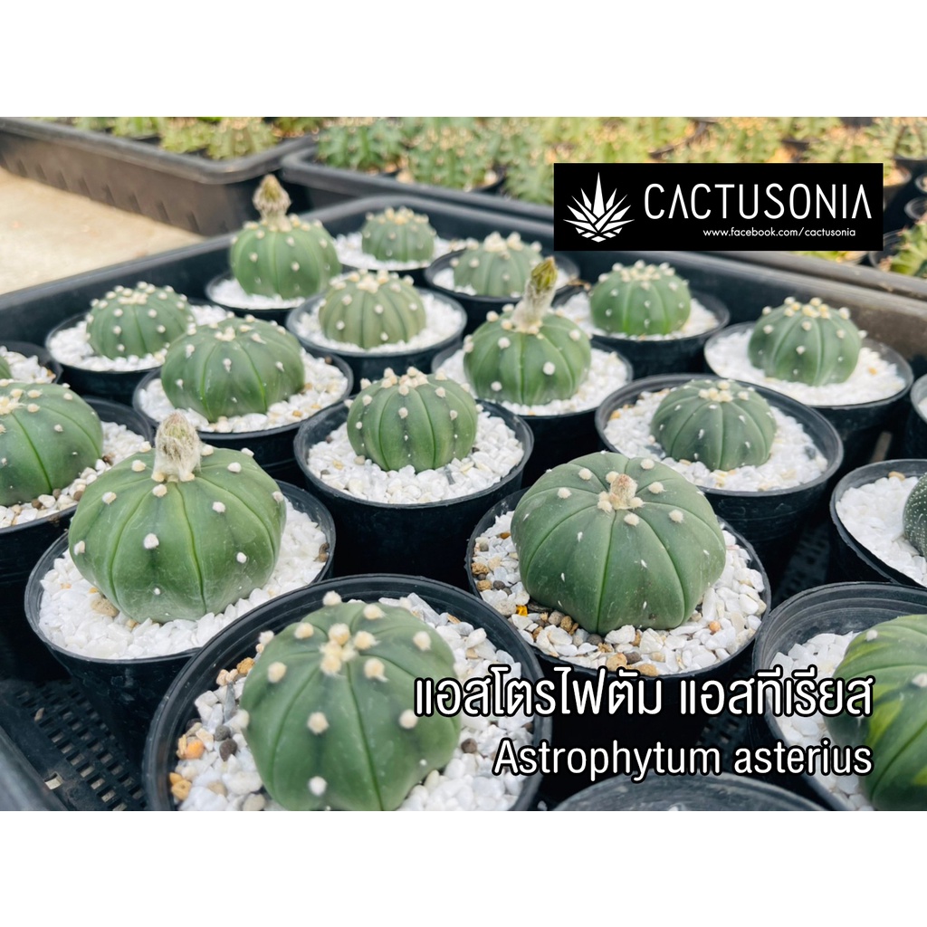 แอสโตร-แอสโตรไฟตั้ม-แอสทีเรียส-astrophytum-asterius-แคคตัส-cactus-แคนตัส-กระบองเพชร