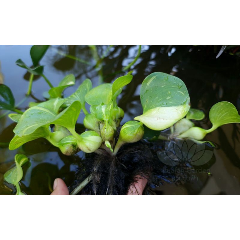 ผักตบด่าง-water-hyacinth