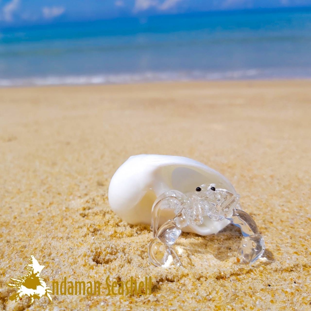 andaman-seashell-แก้วเป่าติดเปลือกหอย-รูปปูเสฉวน-ติดเปลือกหอย-59