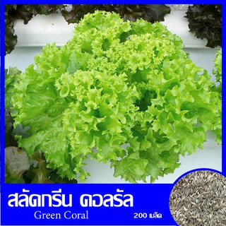 กรีนคอรัล(Green Coral) 200 เมล็ด วิตามินเอสูง บำรุงสายตา