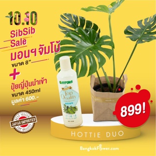 🌻 เซ็ต 10.10 🌻 มอนสเตอร่า x ปุ๋ยญี่ปุ่นนำเข้า HYPONEX TOP QUALITY สูตรสำหรับไม้ประดับ ขนาด 450ML