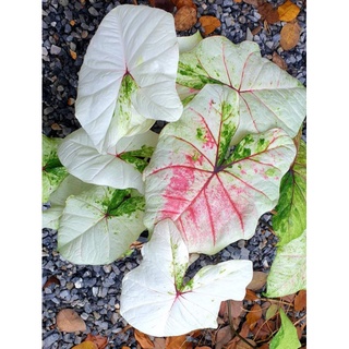 Caladium Hybrids White Allusion