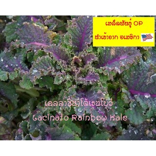 เมล็ดพันธุ์ เคลลาซินาโต้เรนโบว เมล็ด - Lacinato Rainbow Kale เมล็ดนำเข้าแ（นี่มันเมล็ดพืช ไม่ใช่พืช!）