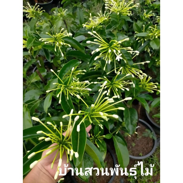 ต้นพุดบุญรักษา-กระถาง-10-นิ้ว