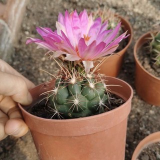 [ถูกสุด] Cactus เทโลแคคตัส ขนาด 3-5 ซม Thelocactus กระบองเพชร แคคตัส