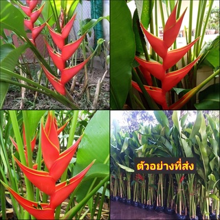 (1กอ) กอ ต้น เฮลิโคเนีย บิ๊กบัด สี แดง Heliconia stricta Huber Big Bud ก้ามปูแดงดอกใหญ่ เพอเพอเรีย Tinutda