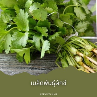 เมล็ดพันธุ์ผักชี 15 เมล็ด 🔺ขั้นต่ำโปรดสั่งสินค้าภายในร้าน30บาทขึ้นไปค่ะ