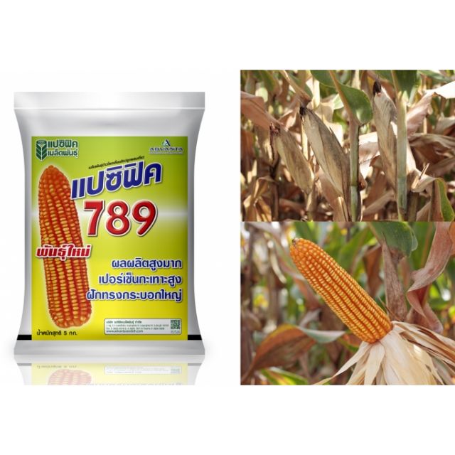 ข้าวโพดเลี้ยงสัตว์-แปซิฟิค-789