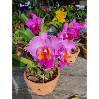 ต้นกล้วยไม้ แคทลียา ดอกใหญ่  (Cattleya)” ราชินีแห่งกล้วยไม้ จัดส่งพร้อมกระถาง ตามรูป ลำต้นสูง 30 ซม  สีชมพู  สวยหวาน