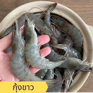 ภาพหน้าปกสินค้าพร้อมส่ง กุ้งขาว กุ้งเกษตร กุ้งขาวสดคัดไซส์บรรจุถุงละ 1 กิโลกรัม สดทุกตัว ที่เกี่ยวข้อง