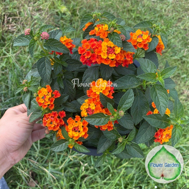 flower-garden-f116-ต้นผกากรอง-lantana-ออกดอกทั้งปี-ทนแล้ง-ไม้พุ่มอายุยืน-กระถาง-8-นิ้ว-ไม้แดด-เลี้ยงง่าย