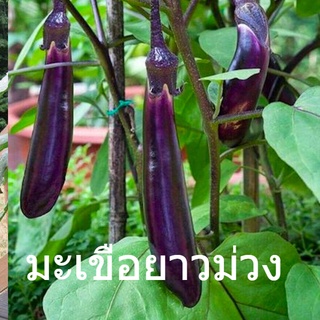 เมล็ดพันธุ์แท้100% มะเขือยาวม่วง Long Purple Eggplant Seeds Vegetable Plants See（นี่มันเมล็ดพืช ไม่ใช่พืช!）