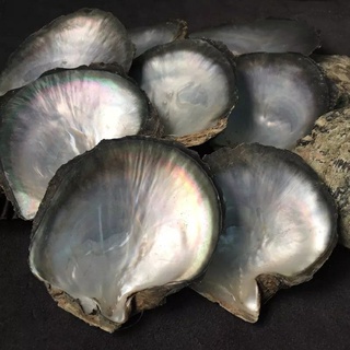 Oyster แผ่นเปลือกหอยมุก (PINCTADA MAXIMA) สามารถใช้ได้กับจานเสิร์ฟ CAFE / RESTO