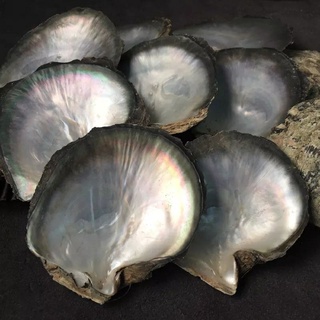 Oyster แผ่นเปลือกหอยมุก (PINCTADA MAXIMA) สามารถใช้ได้กับจานเสิร์ฟ CAFE / RESTO