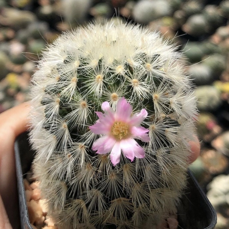 mammillaria-carmenae-hybrid-jp-clone-โคลนนี้ขนสวยเป็นช่อ-ดอกชมพูหวาน-โคลนไม้นำเข้าญี่ปุ่น