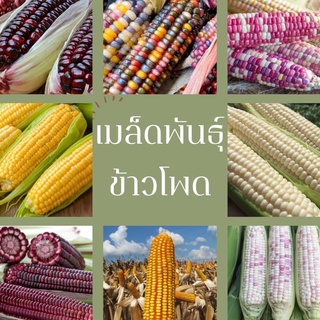 รวมเมล็ดพันธุ์ข้าวโพด8🔺ขั้นต่ำโปรดสั่ง30บาทขึ้นไปค่ะ