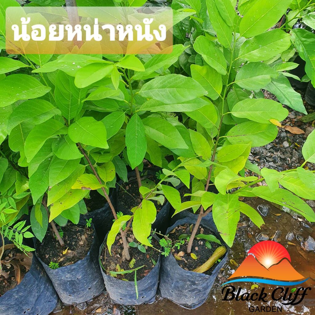 น้อยหน่า-blackcliffgarden-สวนผลไม้-ไม้ผล