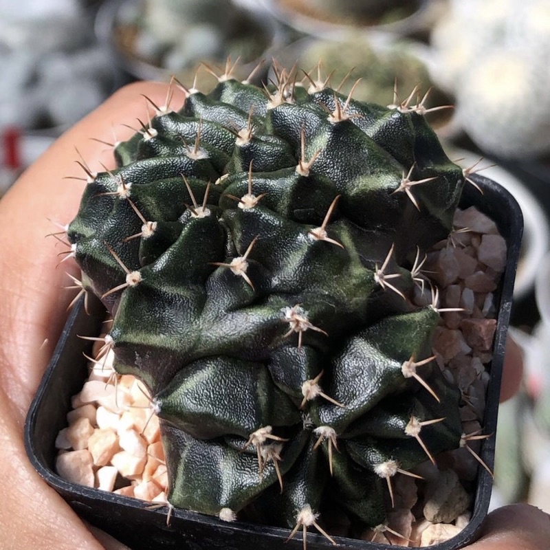 นานๆมาแบ่งที-มีไม่เยอะน้า-gymnocalycium-cristata-ยิมโนคริส-ก้างสวย-ผิวดีงาม