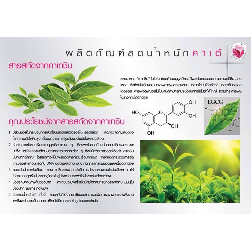 ชาเขียว-egcg-maxx-อี-จี-ซี-จี-แมกซ์-กิฟฟารีน-สารสกัดชาเขียว-อาหารเสริม-ชาเขียวลดน้ำหนัก-ควบคุมน้ำหนัก