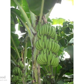 100% อ้วนเมล็ด,ไทยสต็อก,ขายส่งกล้วยทองจากสวนเชียงราย,พันธุ์แท้,ธรรมชาติ,ต่อ1ตา29บาท,คุณภาพเมล็ดพันธุ์ 6DVO