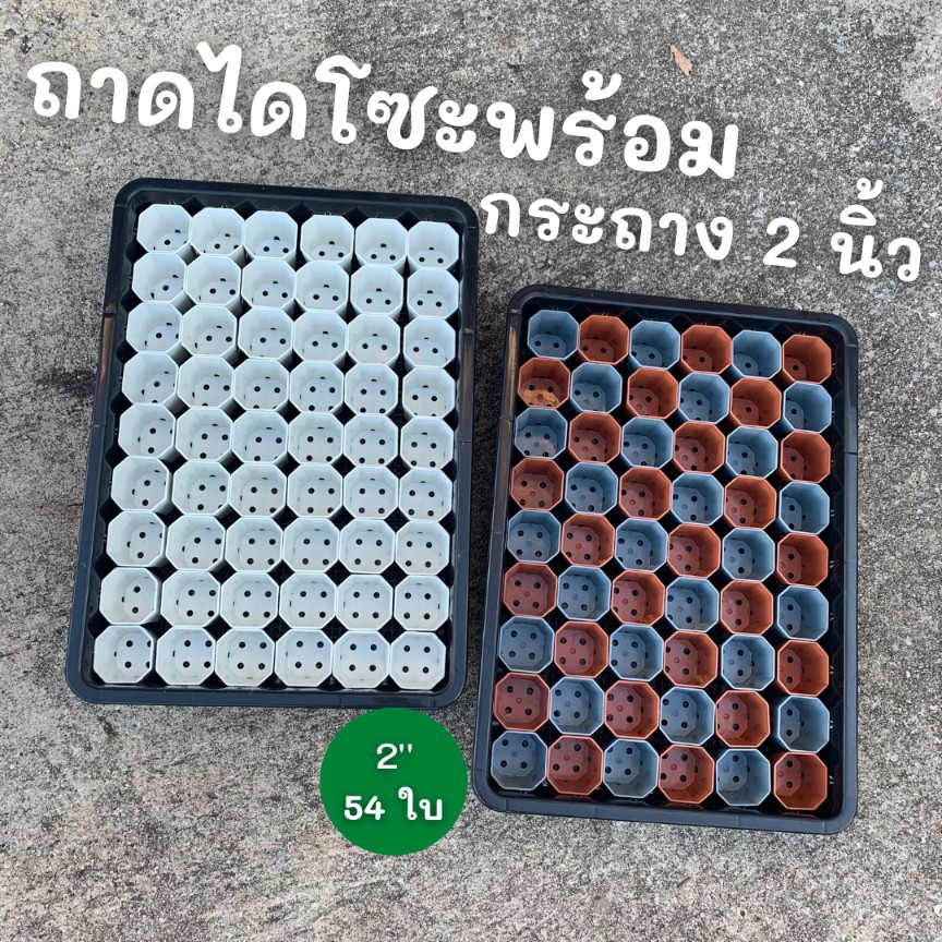 เซ็ตถาดเพาะไดโซะ-พร้อมกระถาง-2-นิ้ว-54-ใบ