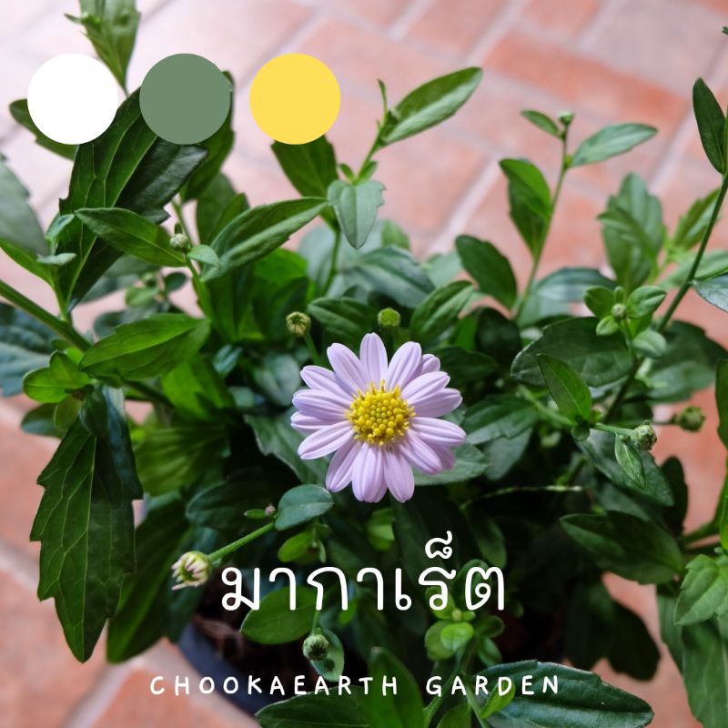มากาเร็ต-สีขาว-กระถาง-6-นิ้ว-ถ้ามีดอกจะเลือกให้ก่อน