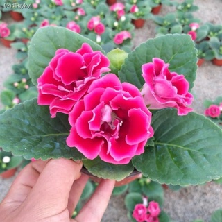 ปลูกง่าย ปลูกได้ทั่วไทย ของแท้ 100% 100PCS Mix Color Giant Hibiscus Flower Seeds เมล็ดดอกไม้ ต้นไม้มงคล ต้นไม้ฟอกอากาศ ไ