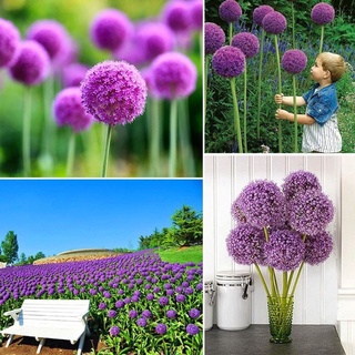 Nice Adorable Flower Blooms Scallion Seeds Garden Balcony Ornamental Plan（นี่มันเมล็ดพืช ไม่ใช่พืช!）