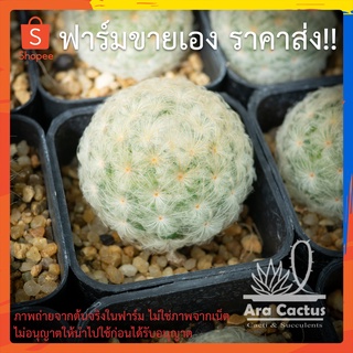 สวนขายเอง! แมมขนนกขาว Mammillaria plumosa ไซส์กระถาง 2 นิ้ว แคคตัส แคนตัส กระบองเพชร ตะบองเพชร ต้นไม้ประดับ อวบน้ำ