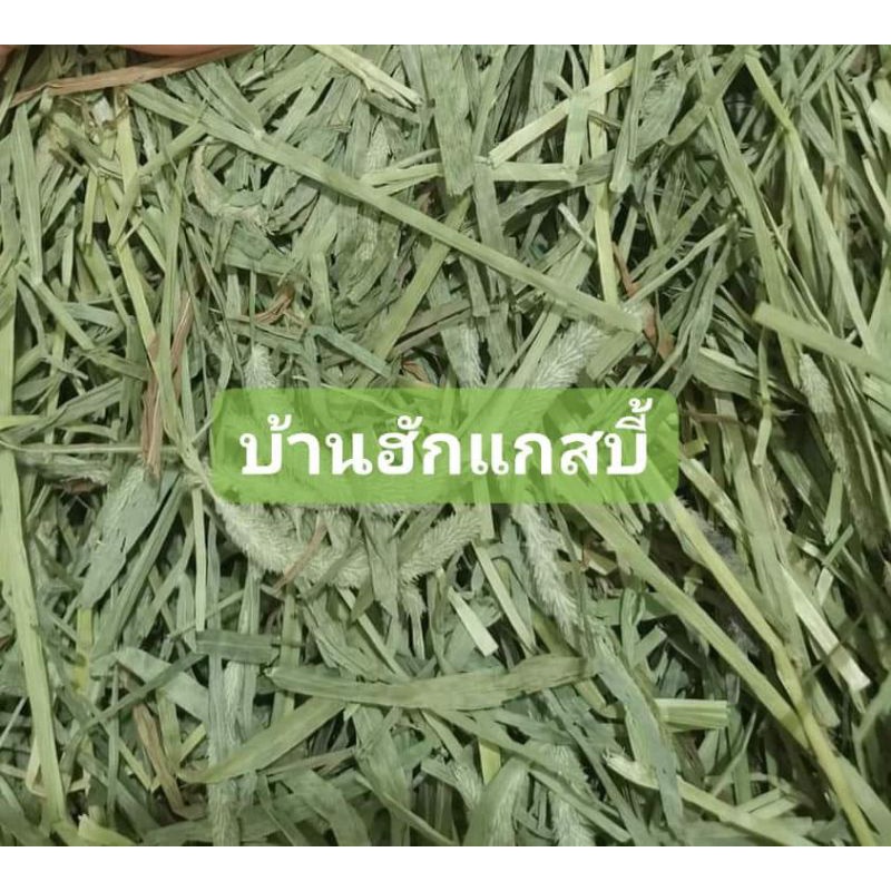 ทิมโมธี-ward-rugh-ร่อนฝุ่น-เกรดซุปเปอร์พรีเมี่ยม