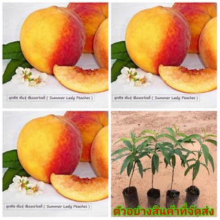 (ขาย ต้นพันธุ์) กล้าพีช พันธุ์ ซัมเมอร์เลดี้ ( Summer Lady Peaches ) ต้นพีช พีช ไร่อิงดาว