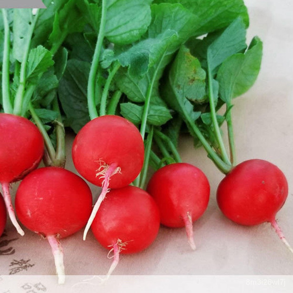 อินทรีย์-ต้น-ดอก-เมล็ดแรดิช-500เมล็ด-radish-seed-หัวผักกาด-หัวผักกาดฝรั่ง-หัวผักกาดแดง-pras