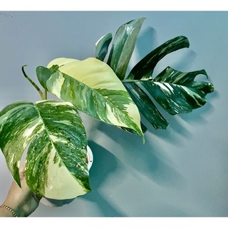 อิพิด่างขาวอัลโบ้  Epipremnum Pinnatum Variegated🍀🍀 🌿 1 แถม1