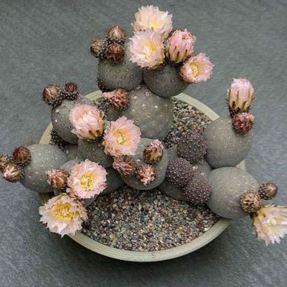 [ถูกที่สุด]แคคตัสไข่มังกร Trephrocactus geometricus,กระบองเพชรหายาก แรร์ไอเท็ม , cactus succulent ไม้อวบน้ำ