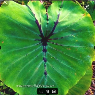 Alocasia black widow ฟาโรห์เสิ้นเจิ้น หรือบอนแม่ม้ายแมงมุมดำ จัดส่งเป็นต้นตัดใบ