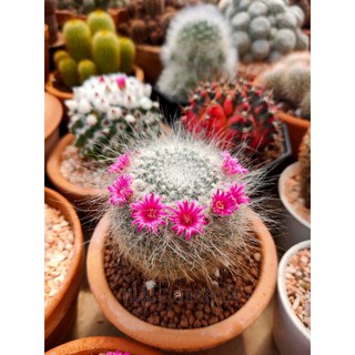 ภาพขนาดย่อของสินค้าต้น แมมแม่เฒ่า Mammillaria hahniana Werderm. กระบองเพรช แคคตัส