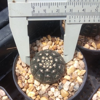 💥ยิมโนจานบิน💥 Gymnocalycium Ragonesei  ไม้เมล็ด 2-3ซม. ต้นแคคตัส ต้นกระบองเพชร (กรุณาอ่านรายละเอียดก่อนทำการสั่งซื้อ)