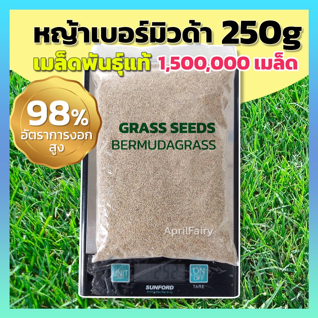 1-500-000-เมล็ด-250กรัม-เมล็ดหญ้าเบอร์มิวด้า-เมล็ดพันธุ์-เมล็ด-หญ้าเบอร์มิวด้า-หญ้าเมอบิวด้า-bermuda-grass-seed