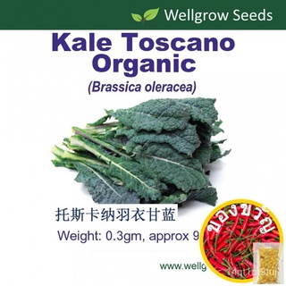 Toscano Organic (0.3gm, approx 90sds) คะน้าทัสคานี seeds seeds seeds seeds OVFZ