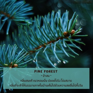 หัวน้ำหอม กลิ่นป่าสน (Pine Forest Essential Oil) หัวน้ำหอมทำเทียน