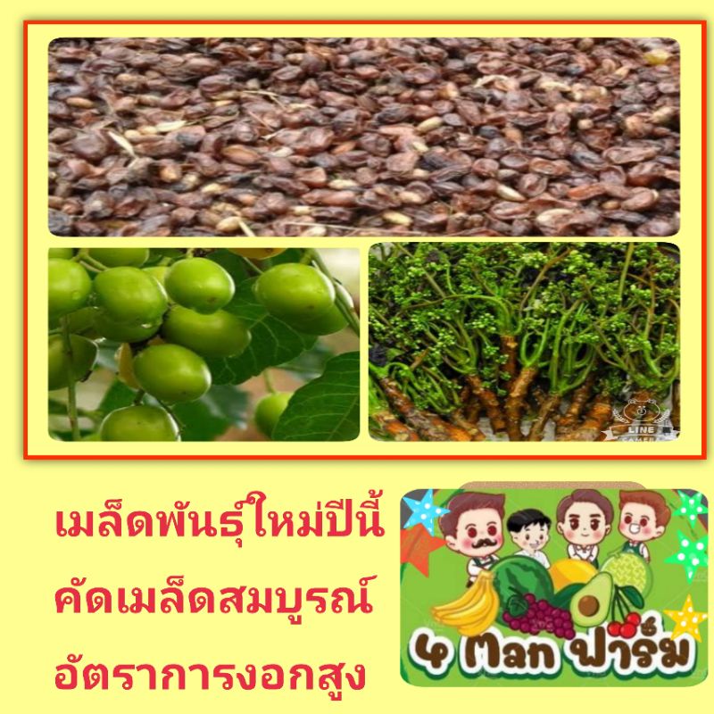 เมล็ดพันธุ์ต้นสะเดา-เมล็ดพันธุ์ต้นสะเดาขม-เม็ดพันธุ์ต้นสะเดา-ชุดละ100-เมล็ด