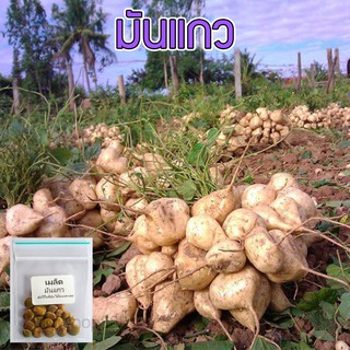 เมล็ดพันธุ์ มันแกวตะเภา มันแกวกินสด มันแกว 50 เมล็ด [10 แถม 1 คละได้]